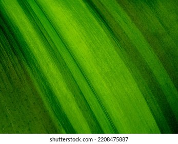 Tropical Palm Leaf Macro Shots A Lot Of Details, Background Or Texture