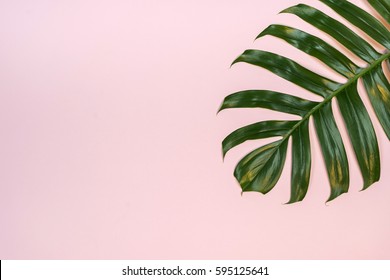 Tropical Palm Leaf On Pink Background. Flat Lay, Top View