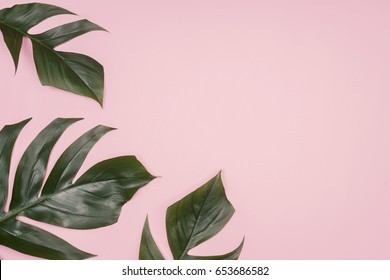 Tropical Palm Leaf On Pink Background. Flat Lay, Top View