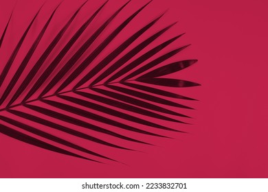 Tropical palm leaf on viva magenta color background. Color of the year 2023. - Shutterstock ID 2233832701