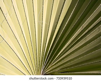 tropical palm leaf structure pattern wallpaper