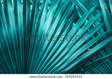 Tropical palm leaf texture background