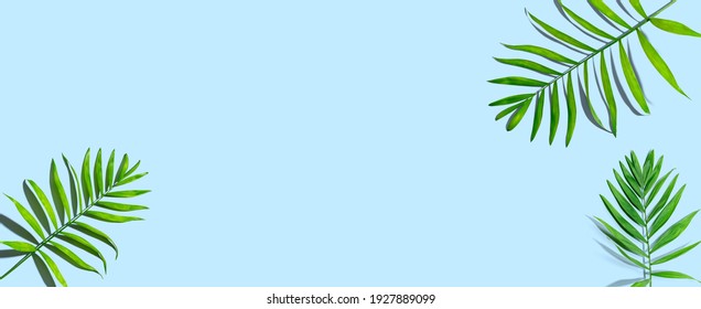 Tropische Palmenblätter von oben - flach