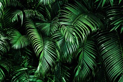Tropische Palmenblätter, Floraler Musterhintergrund, Reales Foto