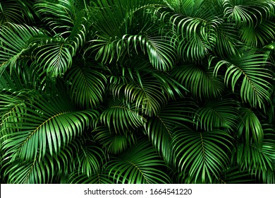 Tropical palm leaves, floral pattern background