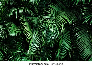 Tropical palm leaves, floral pattern background, real photo - Shutterstock ID 729383275