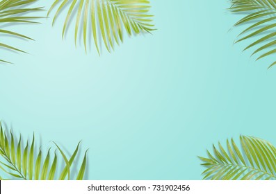 Palm Leaves Background Hd Stock Images Shutterstock