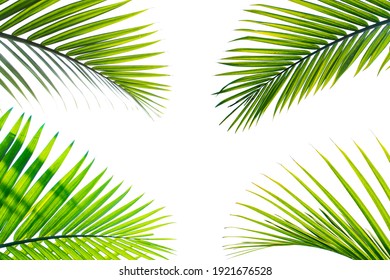 tropical palm leaves isolated on white background - Shutterstock ID 1921676528