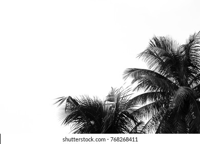 Tropical palm leaves, jungle leaf floral pattern background black and white nature blur light