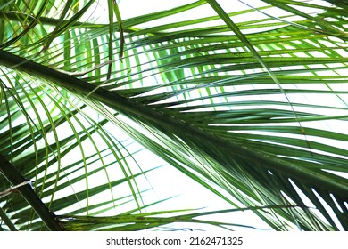 Tropical Palm Leaves In The Lumen, Background Of Palm Leaf Floral Pattern, Real Photography. Copy Space.