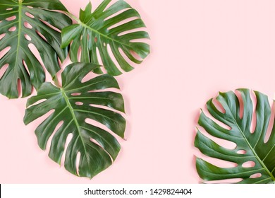 Tropical palm leaves Monstera on pink background. Flat lay, top view minimal concept. - Shutterstock ID 1429824404