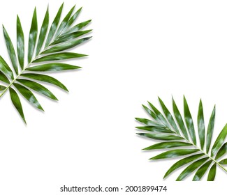 Tropical palm leaves on white background. Summer concept. Flat l