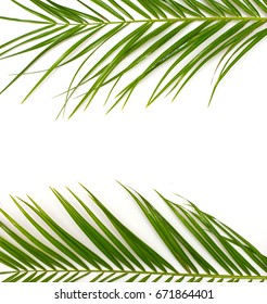 Tropical palm leaves on a white background - Shutterstock ID 671864401