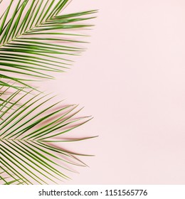 Tropical palm leaves Phoenix