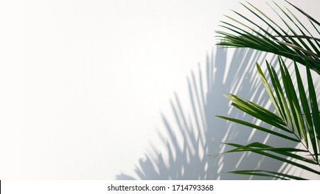 Tropical palm leaves with shadows on white concrete wall abstract blurred tropical background.	