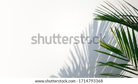 Tropical palm leaves with shadows on white concrete wall abstract blurred tropical background.	