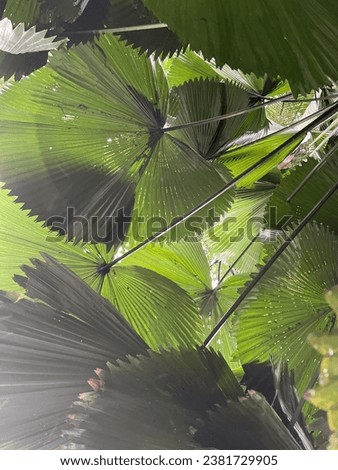 Image, Stock Photo maple leaves Plant Tree