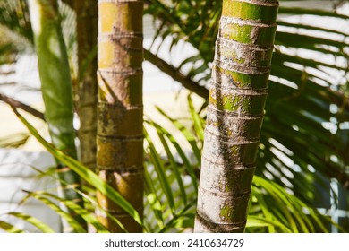 Tropical Palm Tree Bark Texture Close-Up in Natural Light - Powered by Shutterstock