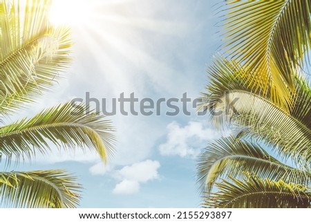 Tropical palm tree with blue sky and cloud abstract background. Summer vacation and nature travel adventure concept. Pastel tone filter effect color style.