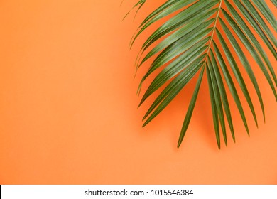 Tropical Palm Tree Leaf On A Summer Orange Background