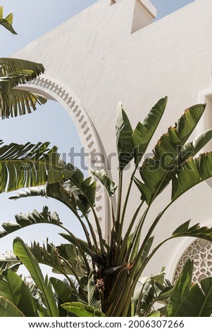 Tropical palm tree with lush green leaves near white house, resort building with blue sky background. Travel, summer vacation concept