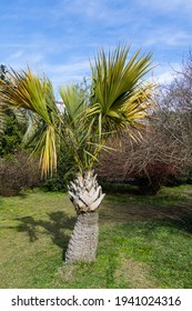 Tropical palm tree Sabal Palmetto, Swamp or cabbage palm in spring Arboretum Park Southern Cultures in Sirius (Adler) Sochi.