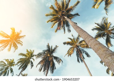 ハワイ 朝焼け ヤシの木 High Res Stock Images Shutterstock