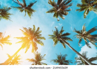 Tropical Palm Tree Sun Light On Stock Photo 2149455639 | Shutterstock