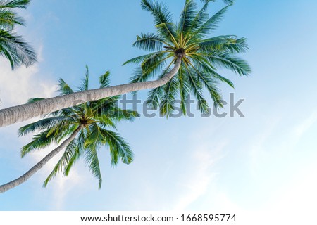 Tropical palm trees against a blue-purple sunset sky. Sunset in the tropics.