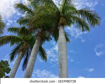 Tropical Palm Trees On Sanctuary Cove,Gold Coast Australia