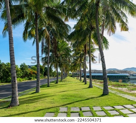 Tropical palm trees pathway. Lovely park Alley near sea beach Against Sky Destination Wonderful day