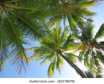 Tropical Palm Trees In Port Douglas Far North Queensland