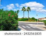 Tropical Palms and Oleanders Decorating a Sunny Street Corner