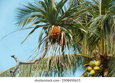 Tropical Pandanus tree with ripened fruit and coconut palm tree with nuts against clear blue sky on Patong beach, Phuket island, Thailand. Tropical nature background - Powered by Shutterstock