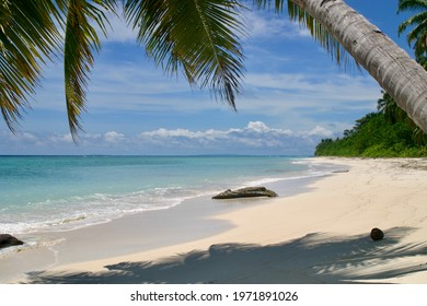 Tropical Paradise With Deserted Beach Palm