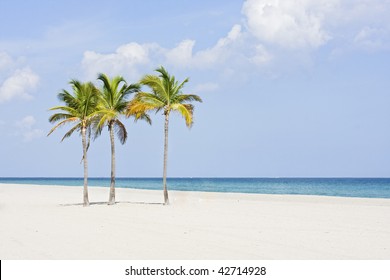 Tropical Paradise In Miami Beach Florida With Palm Trees And Ocean Background