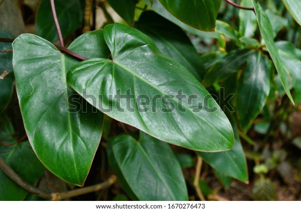 コロンビア原産の熱帯の フィロデンドロン エルベセンス レッド エメラルド の植物の葉と赤い茎 の写真素材 今すぐ編集