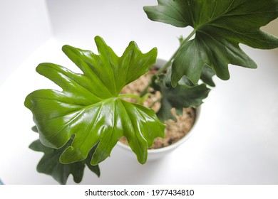 Tropical philodendron selloum on white background. Close-up view of leaves. houseplant for home decor.