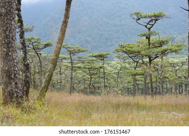 Tropical Pine Tree In Savanna Background 