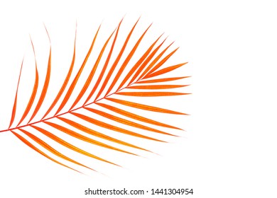 Tropical pink coral color palm leaf on white background. Minimal nature summer concept. Top view, flat lay, copy space.