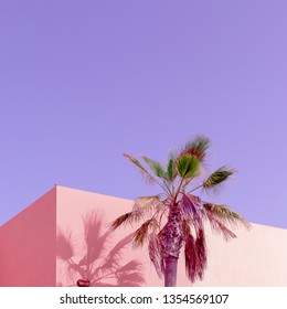 Tropical Pink Vibes. Vanilla Palm Canary Island