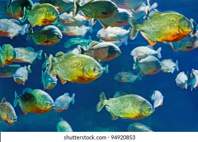 tropical piranha fishes in natural environment