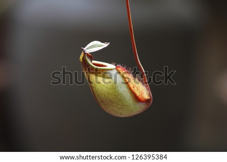 The Tropical pitcher plant