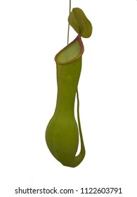 Tropical Pitcher Plant, Isolated