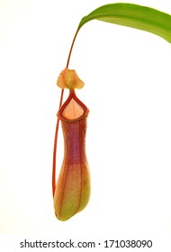 Tropical Pitcher Plant Or Monkey Cups (nepenthes), Isolated On White Background. 