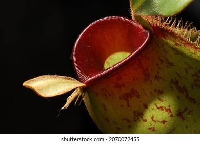 Tropical pitcher plant (Nepenthes), the carnivorous plant, eat and digest insects