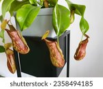 Tropical pitcher plant Nepenthes Gaya - Carnivorous plants - Pitcher Plant Tropical Plant Indoor Exotic Vine Nepenthes 