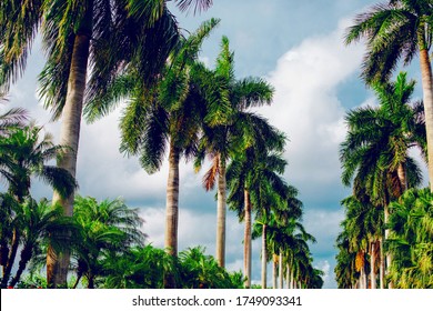 Tropical plam trees against the blue sky.
Tropical background. Green leaves of the palms.