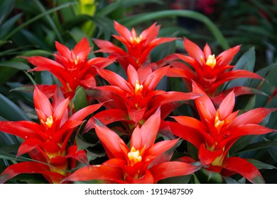 Tropical Plant Bromeliad Flower In The Garden .Colorful Of Bromeliads Farm