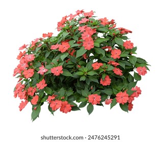 Tropical plant bush shrub orange red flower green tree isolated on white background. This has clipping path. - Powered by Shutterstock